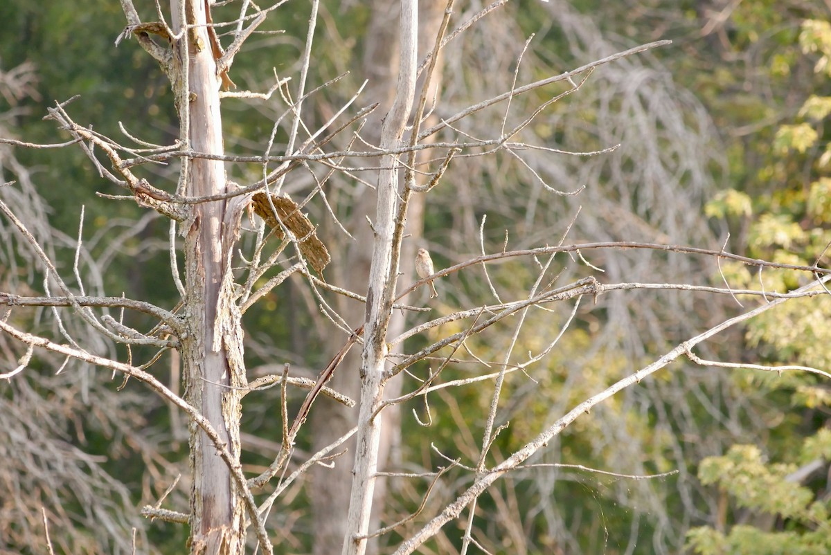 House Finch - ML640081200