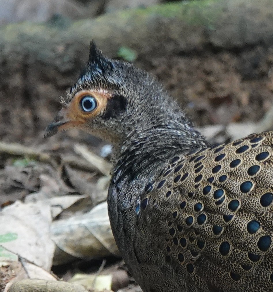 Malayan Peacock-Pheasant - ML640081239