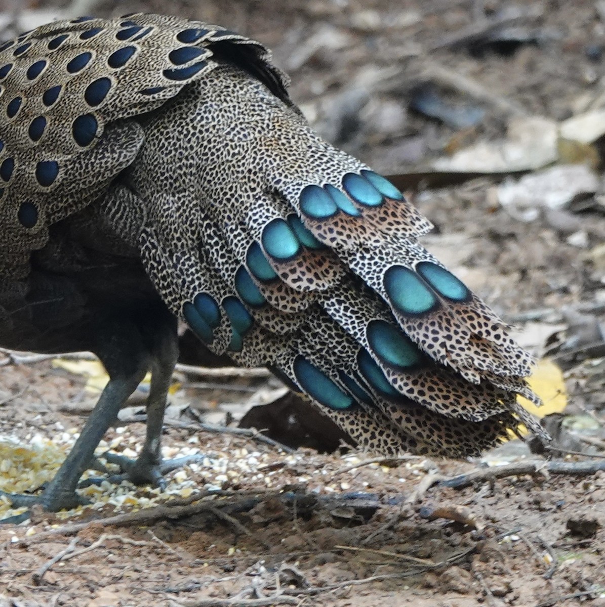 Malayan Peacock-Pheasant - ML640081240