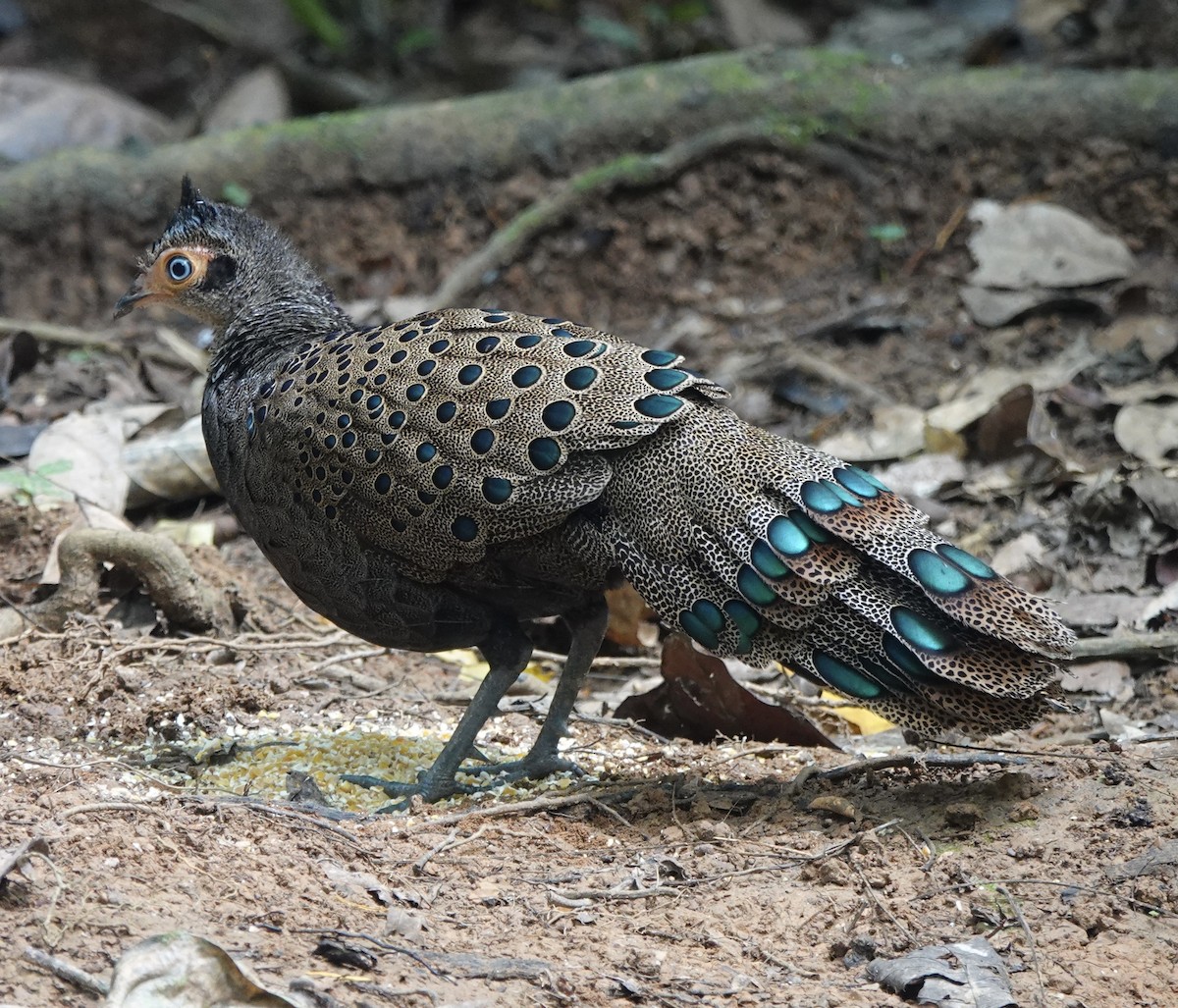Malayan Peacock-Pheasant - ML640081241