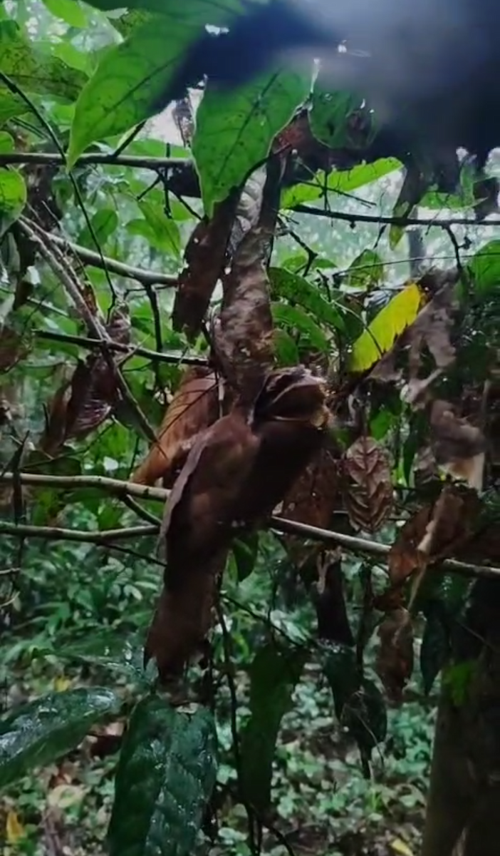 Sri Lanka Frogmouth - ML640081292