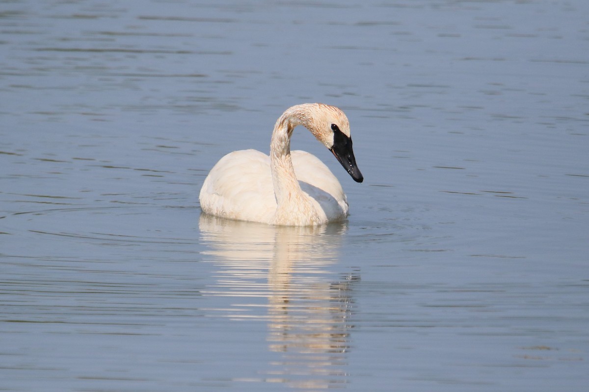 Trumpeter Swan - ML640081306
