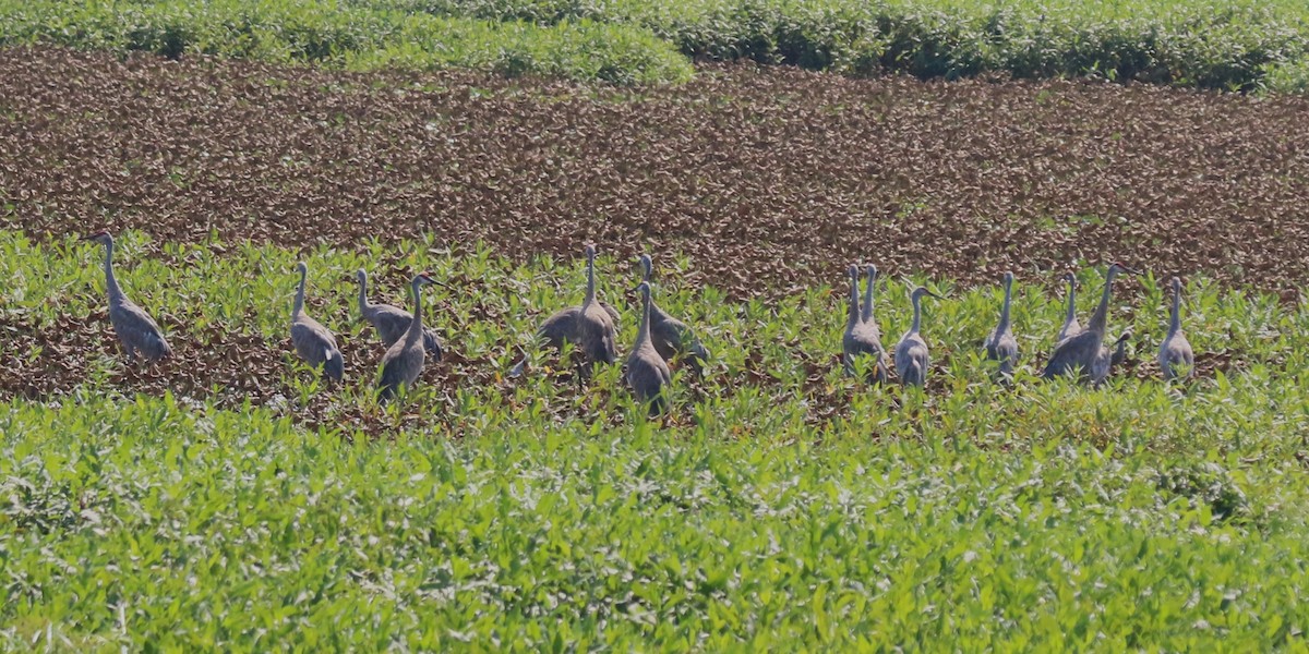Sandhill Crane - ML640081309