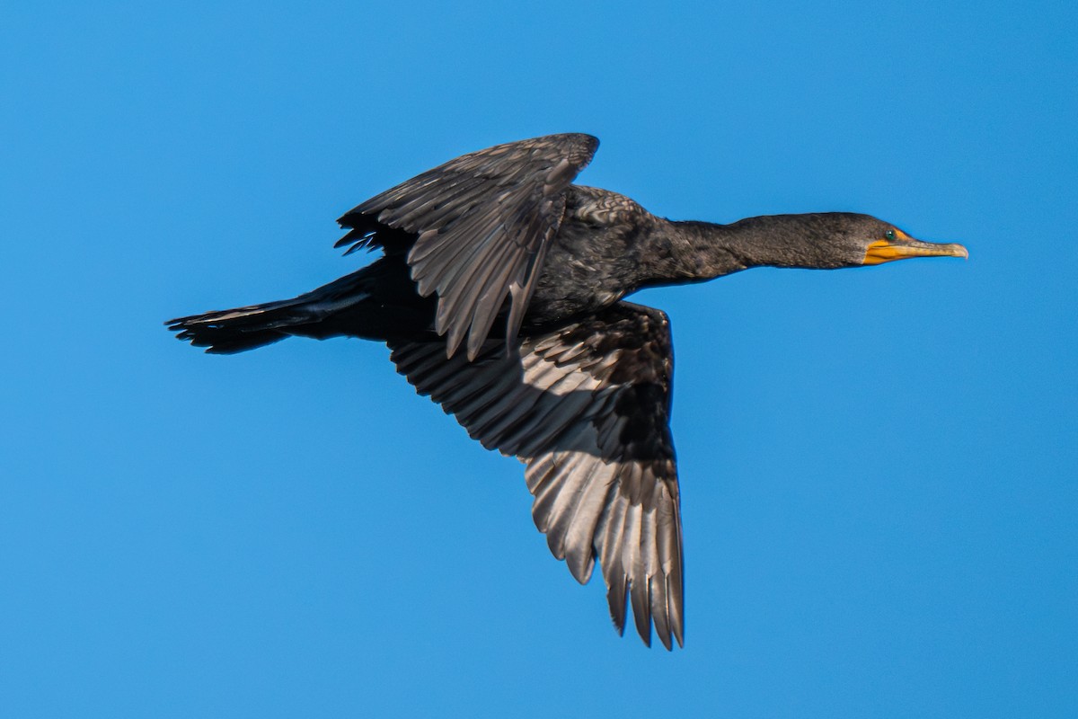 Double-crested Cormorant - ML640081311