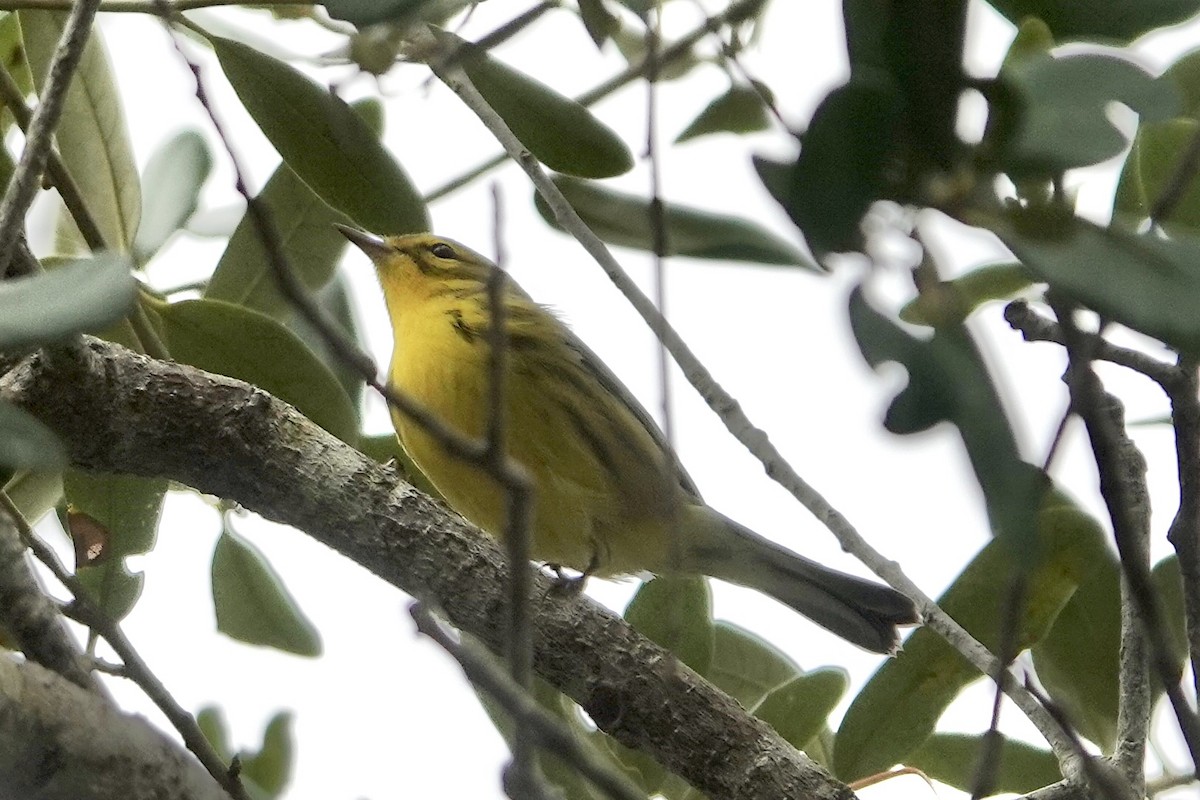 Prairie Warbler - ML640081333