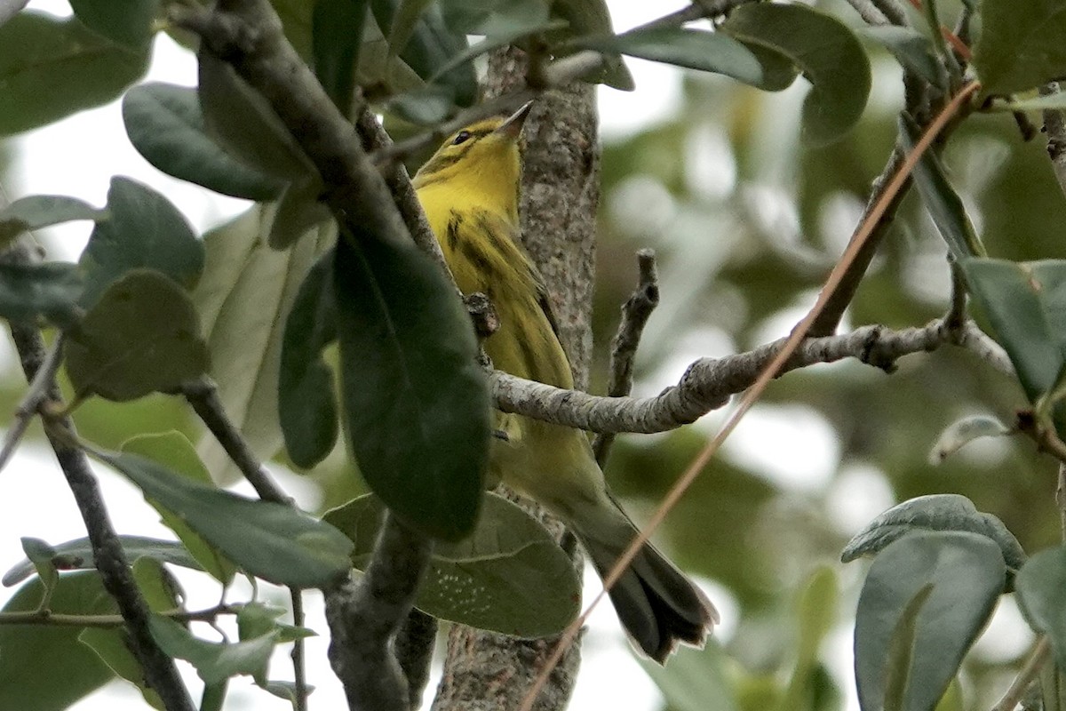 Prairie Warbler - ML640081334