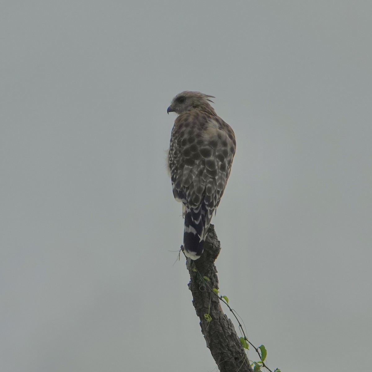 Red-shouldered Hawk - ML640081344