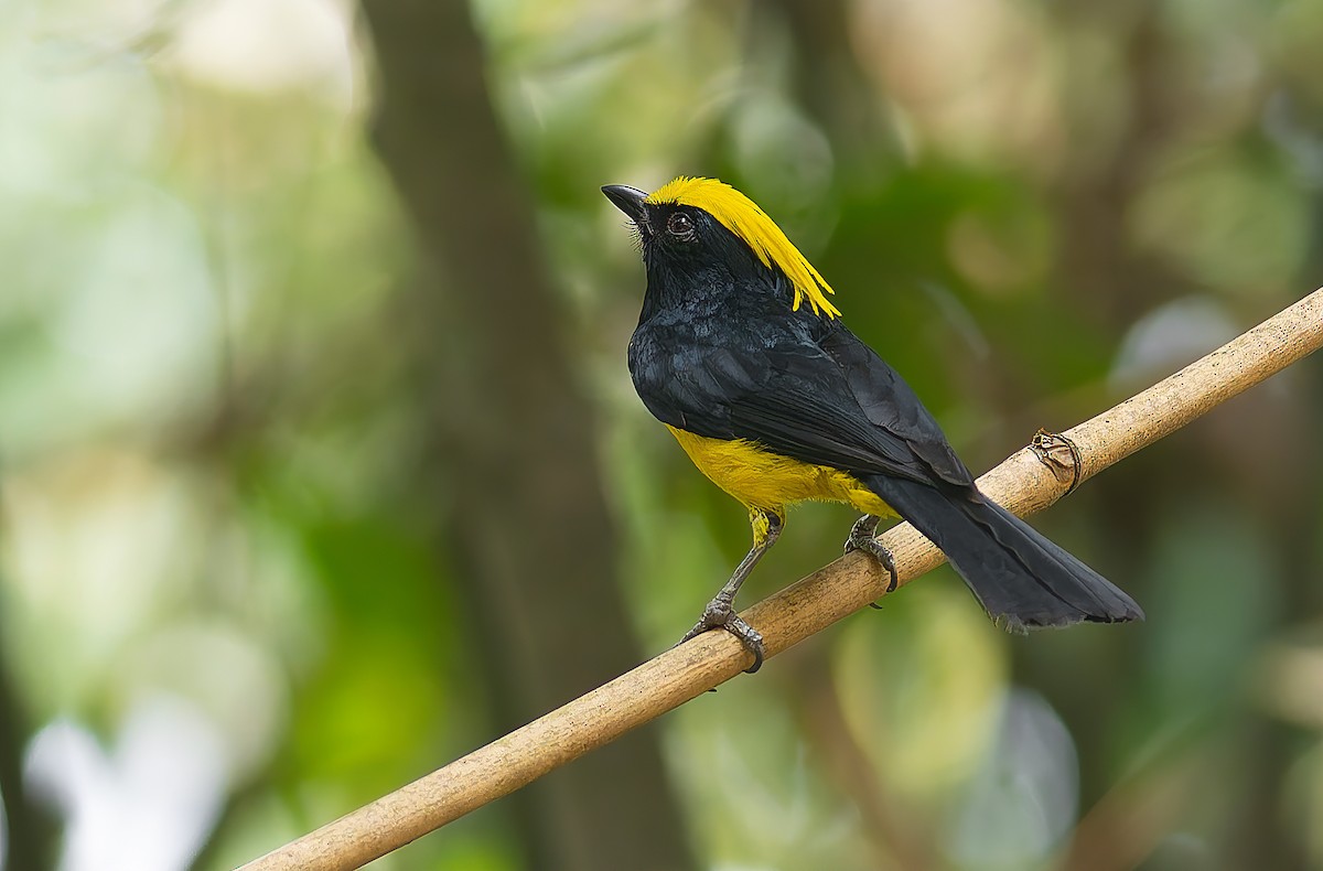 Sultan Tit - ML640081349