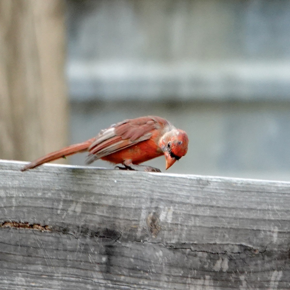 Northern Cardinal - ML640081382