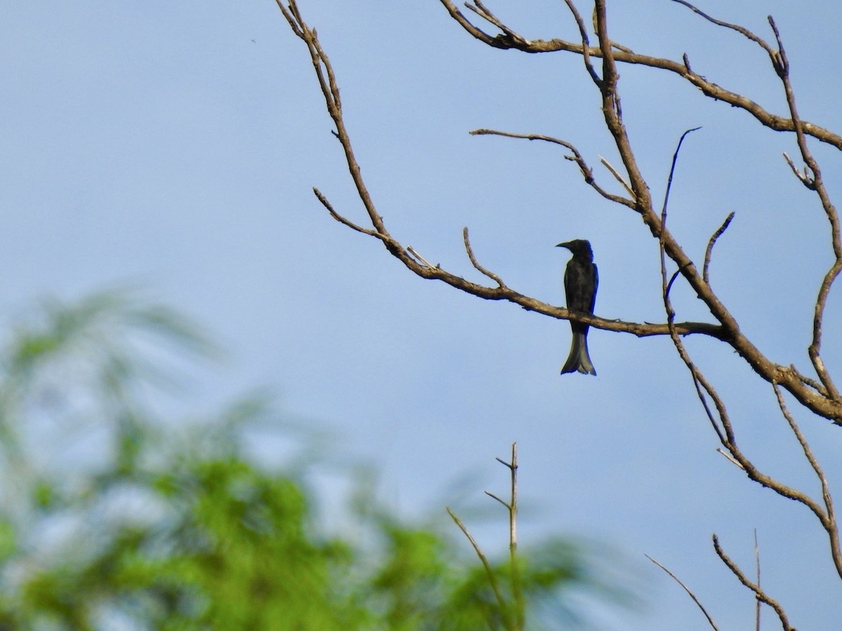 Hair-crested Drongo (Hair-crested) - ML640081421