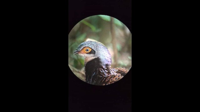 Bornean Peacock-Pheasant - ML640081560