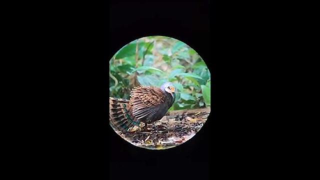 Bornean Peacock-Pheasant - ML640081561