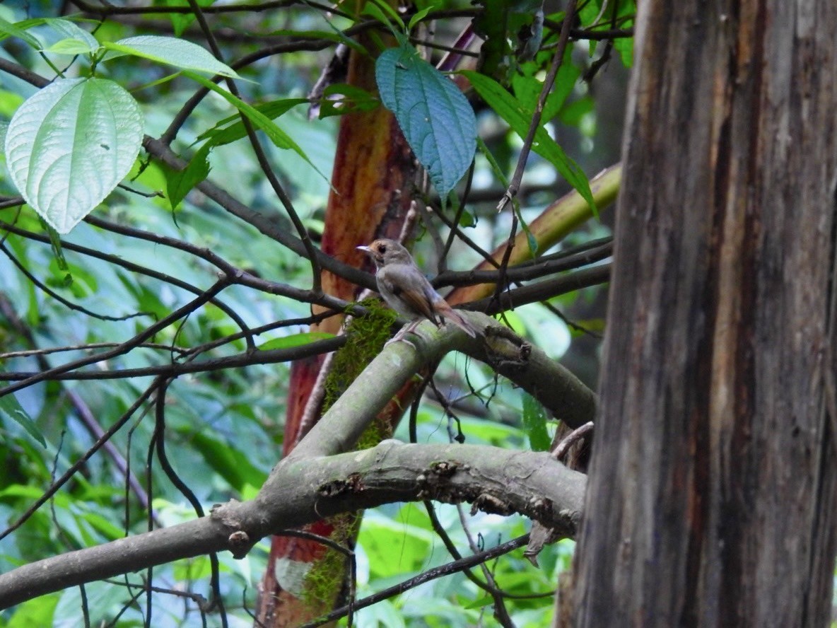 Rufous-browed Flycatcher - ML640081565