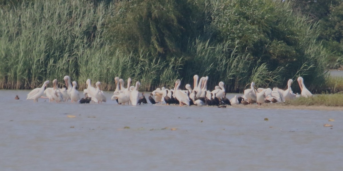 American White Pelican - ML640081643