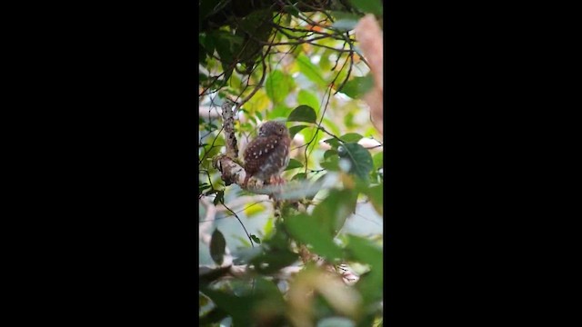 Sunda Owlet - ML640081685