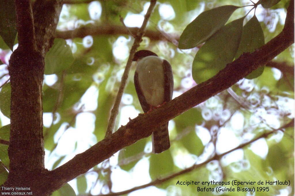 Red-thighed Sparrowhawk - ML640081754