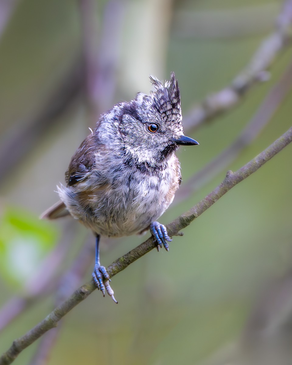Crested Tit - ML640081823