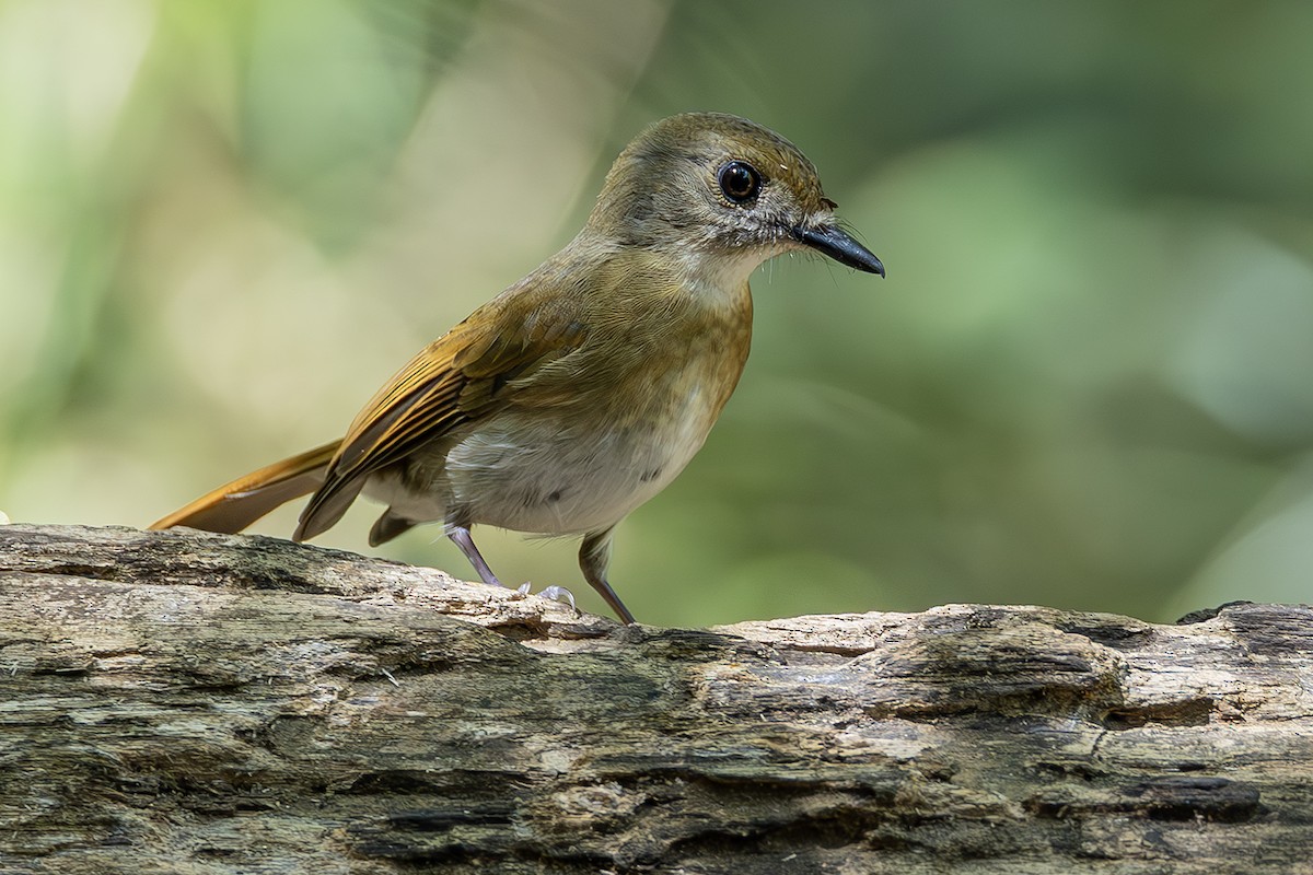 Fulvous-chested Jungle Flycatcher - ML640081901