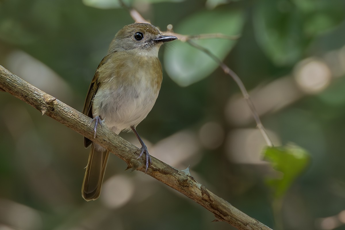 Fulvous-chested Jungle Flycatcher - ML640081902