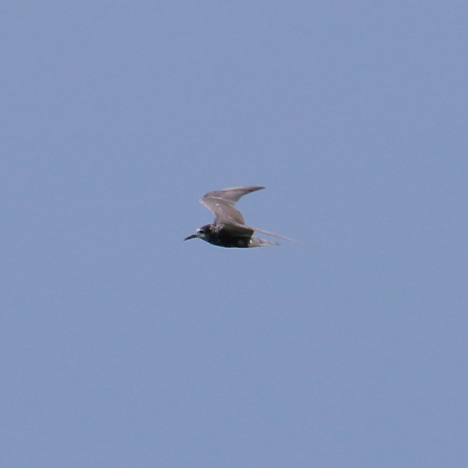 Black Tern - ML640081909