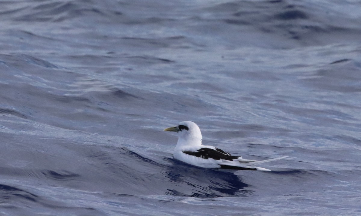 White-tailed Tropicbird - ML640081937