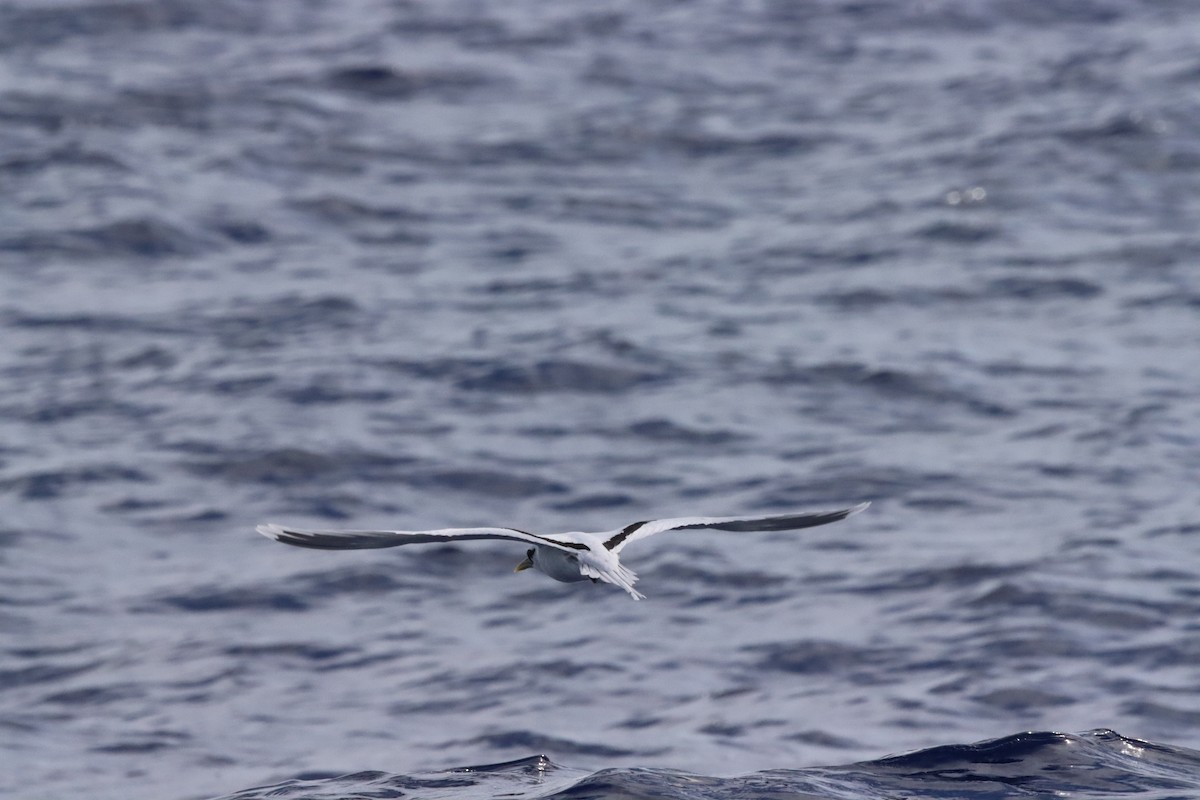 White-tailed Tropicbird - ML640081938