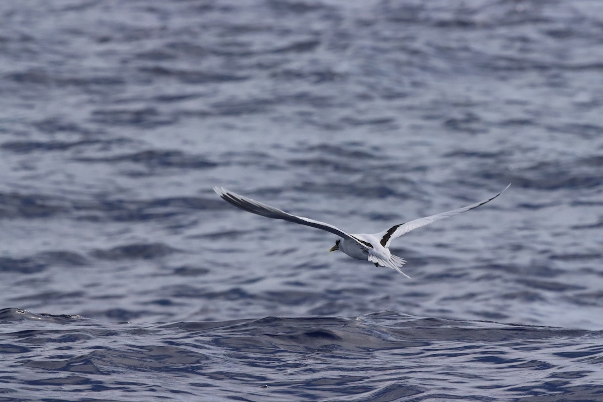 White-tailed Tropicbird - ML640081939