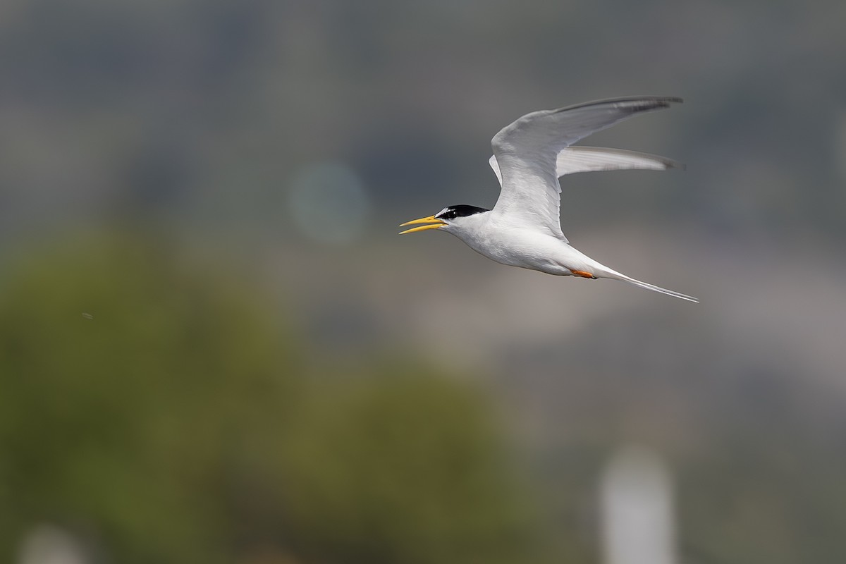 Little Tern - ML640081969