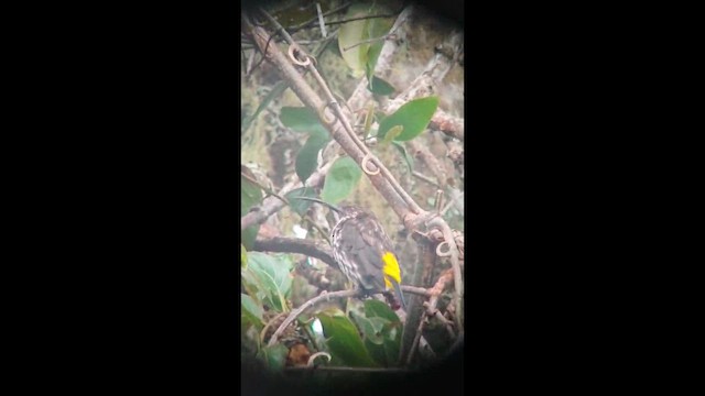 Whitehead's Spiderhunter - ML640082021