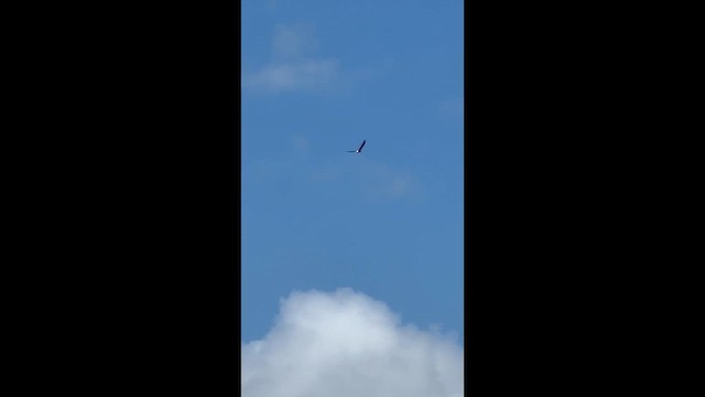 Bald Eagle - ML640082028