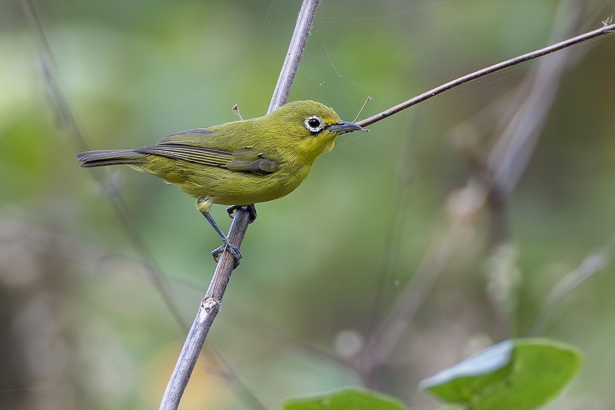 Lemon-bellied White-eye - ML640082047