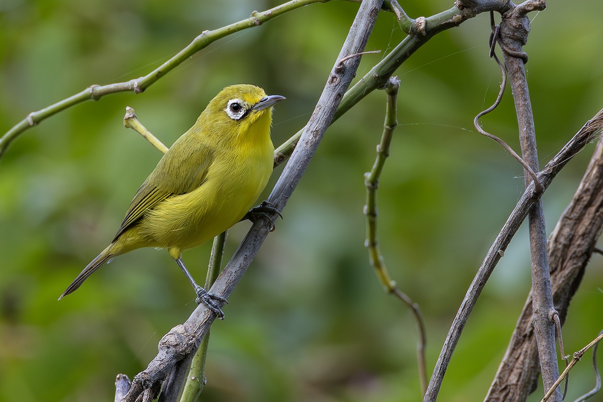 Lemon-bellied White-eye - ML640082048