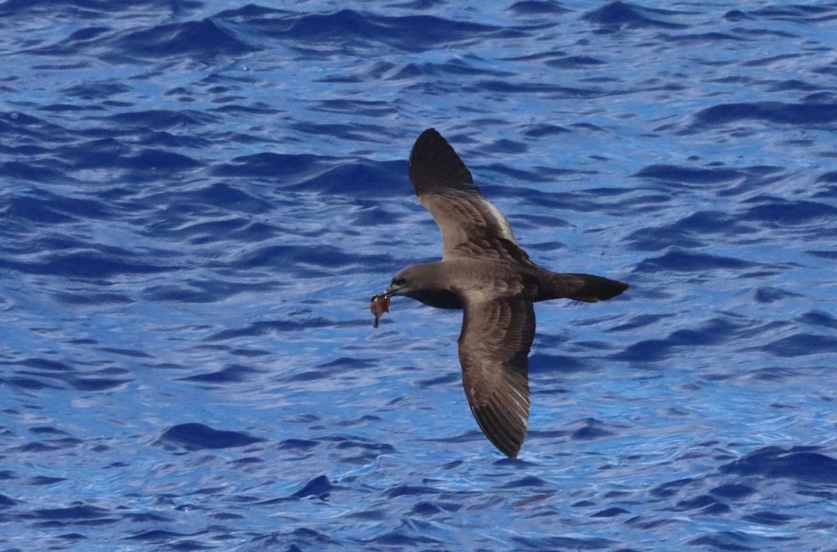 Wedge-tailed Shearwater - ML640082113