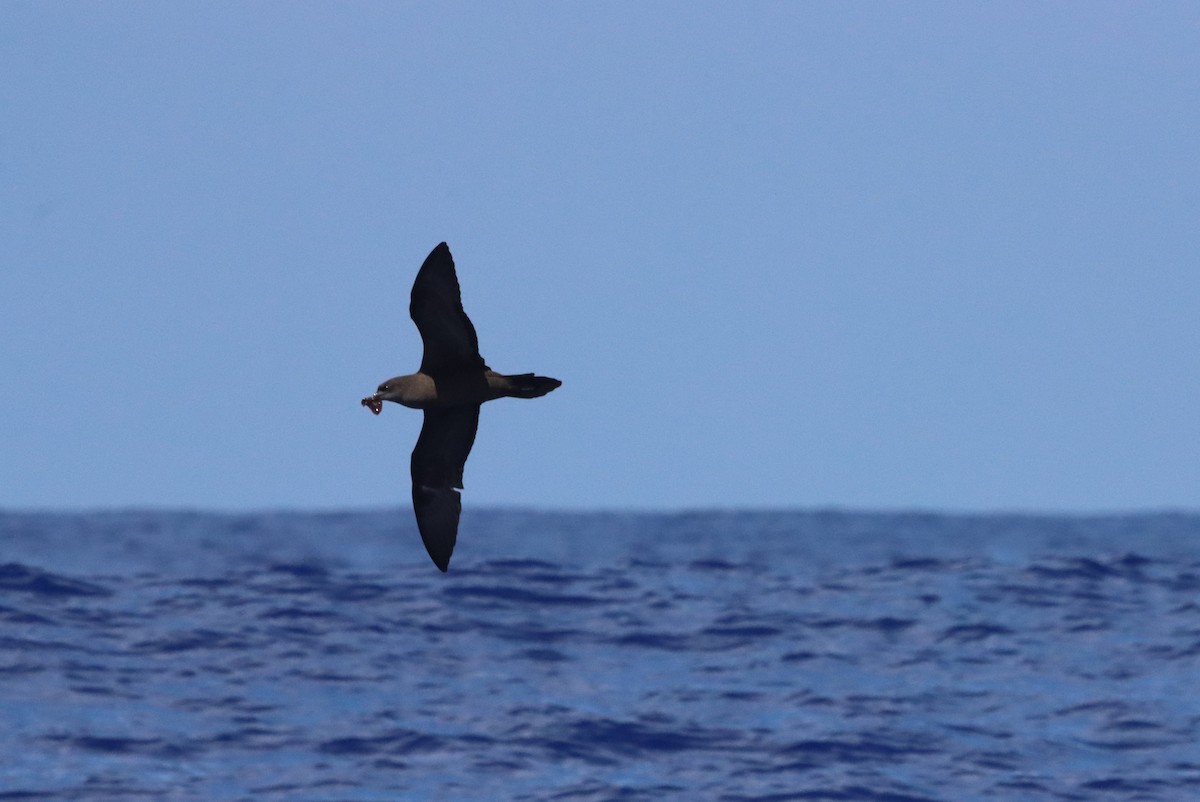Wedge-tailed Shearwater - ML640082114