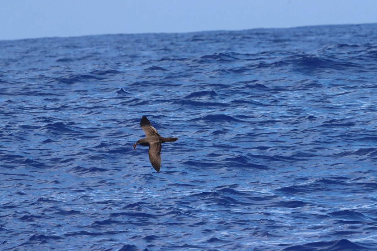 Wedge-tailed Shearwater - ML640082115