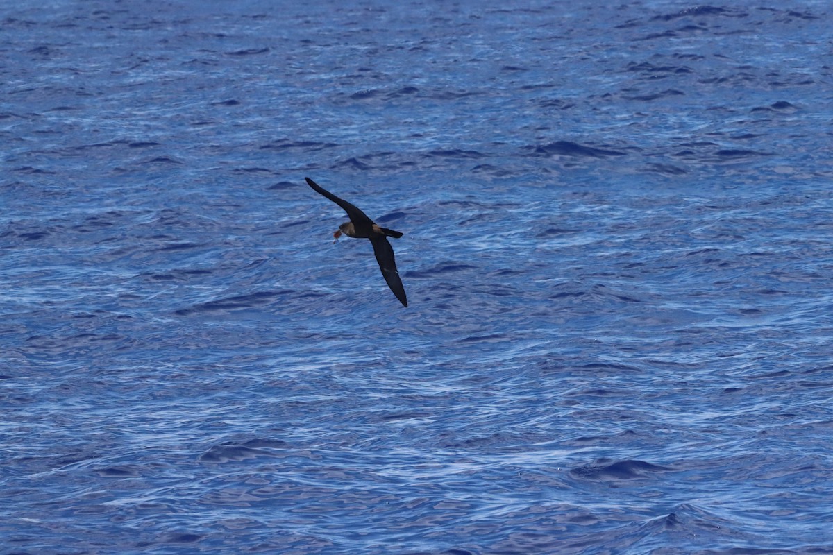 Wedge-tailed Shearwater - ML640082116