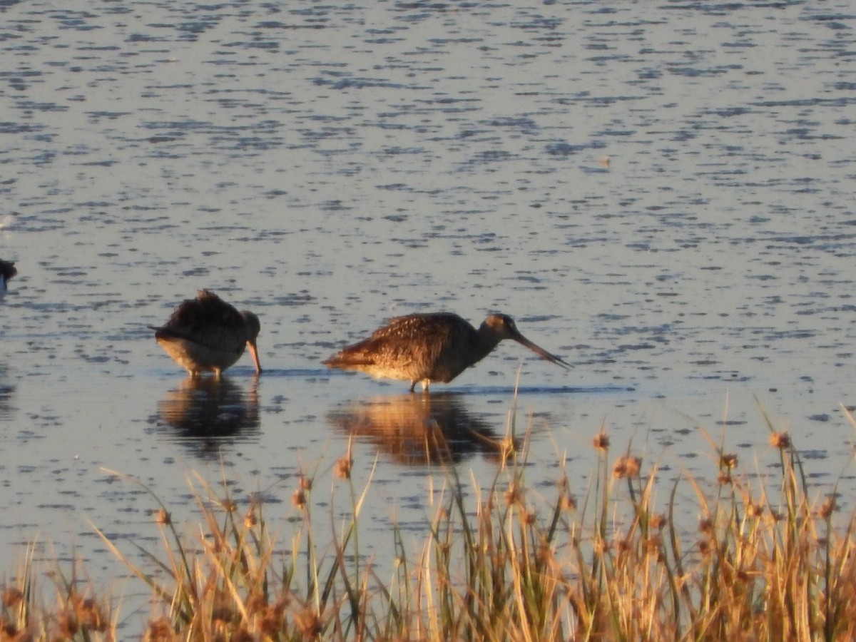 Marbled Godwit - ML640082125