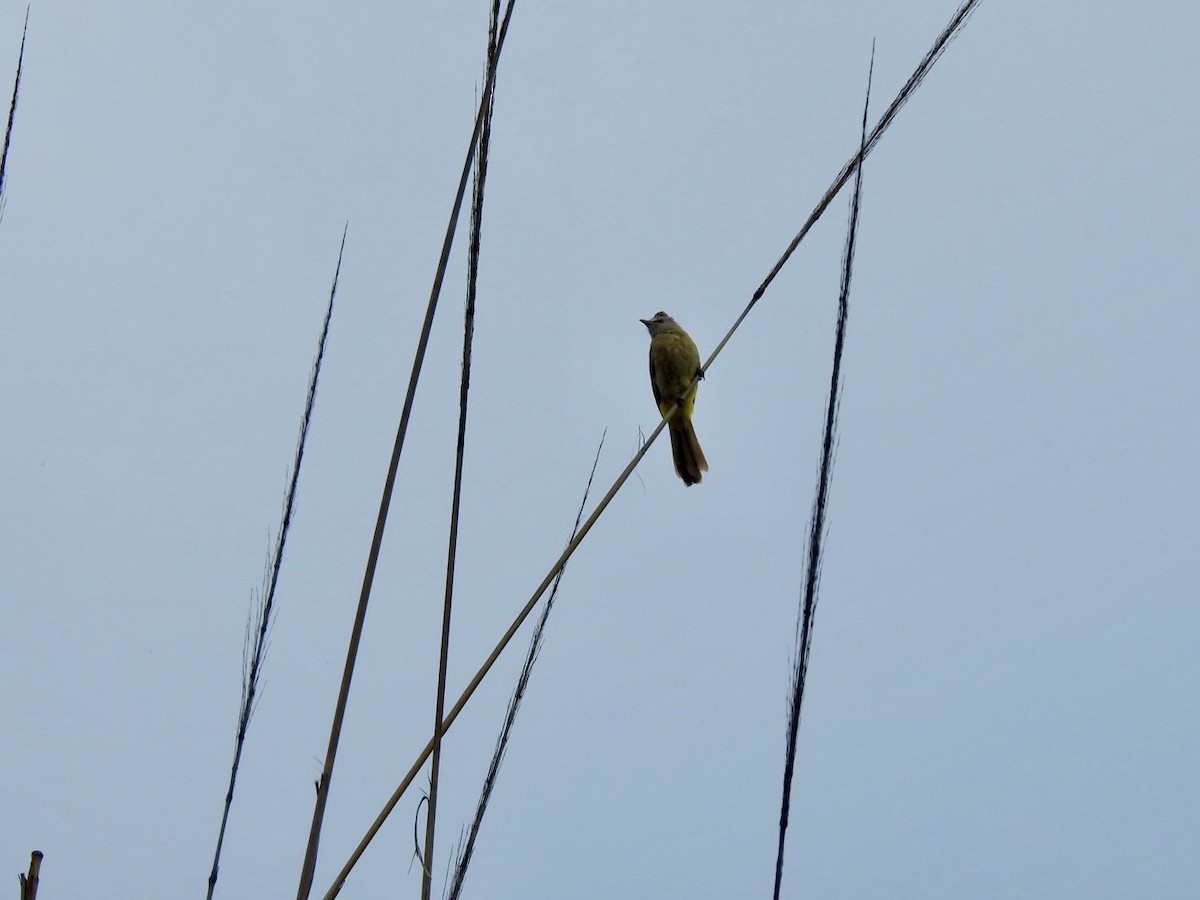 Flavescent Bulbul - ML640082137