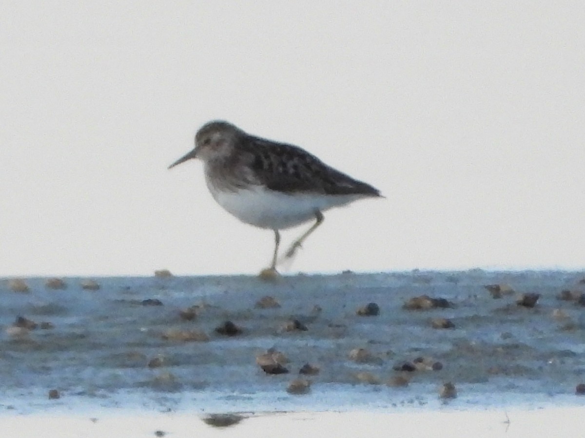 Least Sandpiper - ML640082140