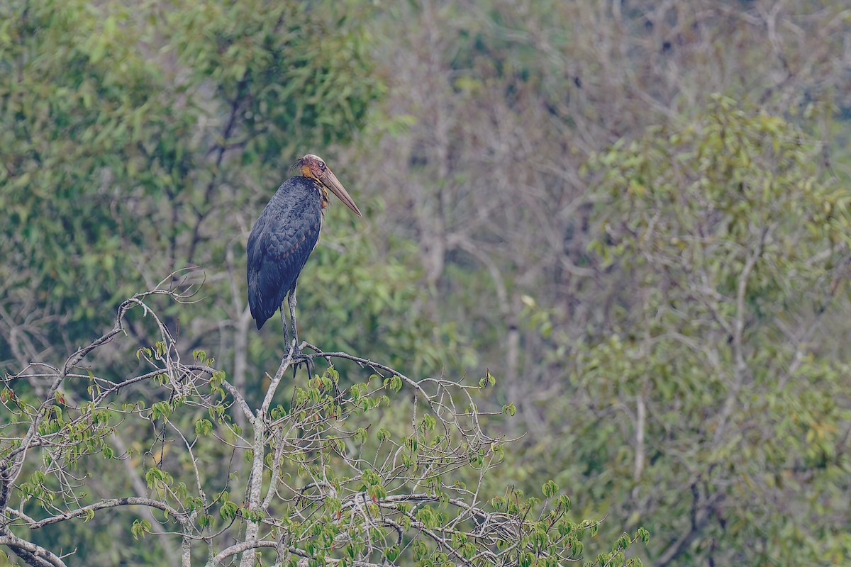 Lesser Adjutant - ML640082198