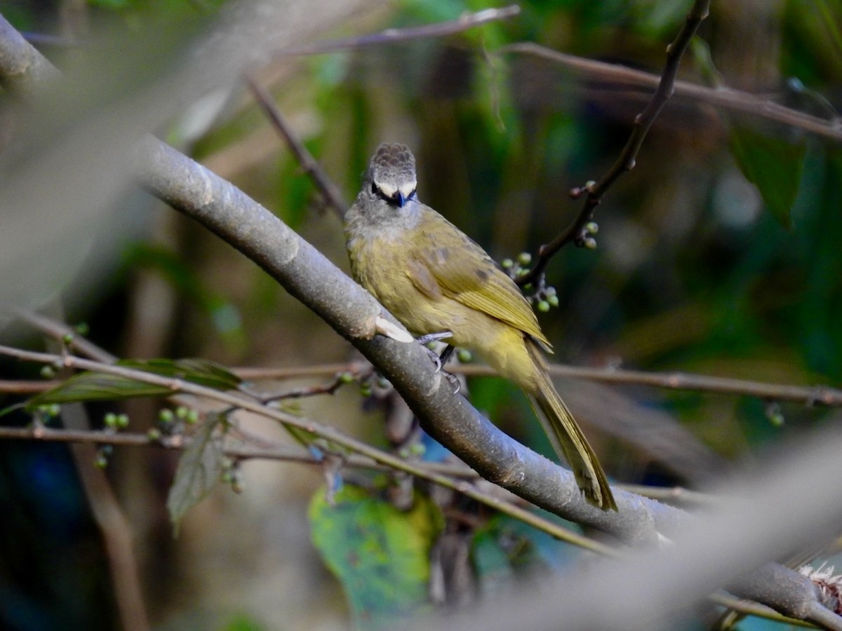 Flavescent Bulbul - ML640082201
