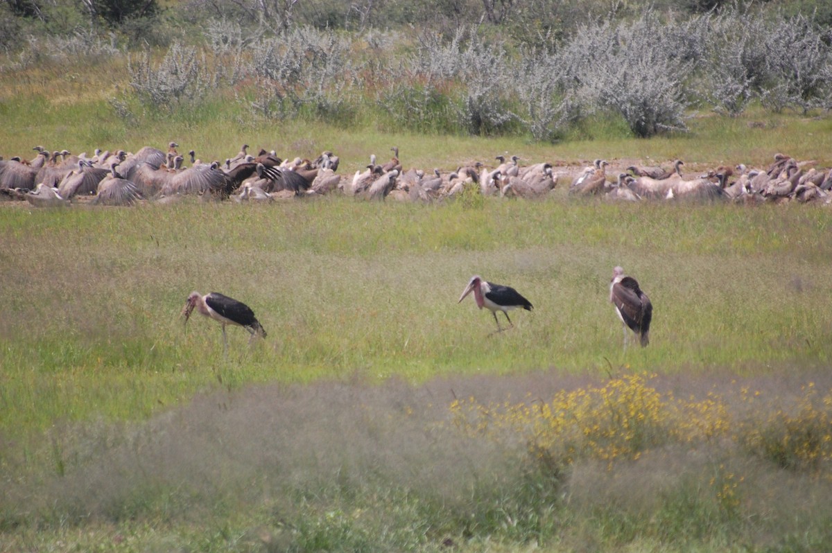 Marabou Stork - ML640082227