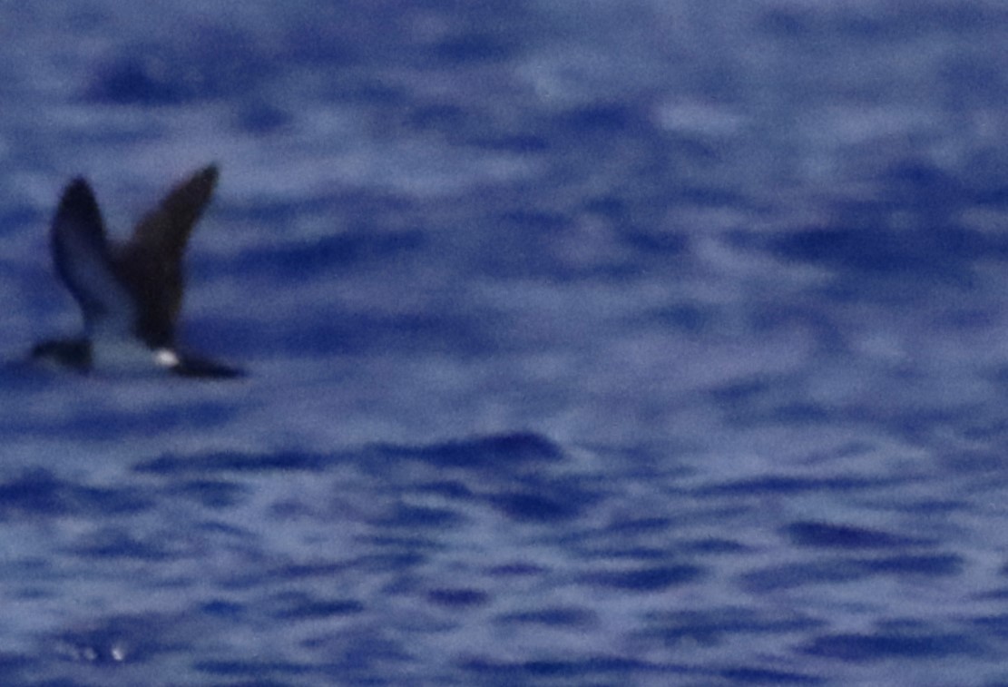 Tropical Shearwater - ML640082229