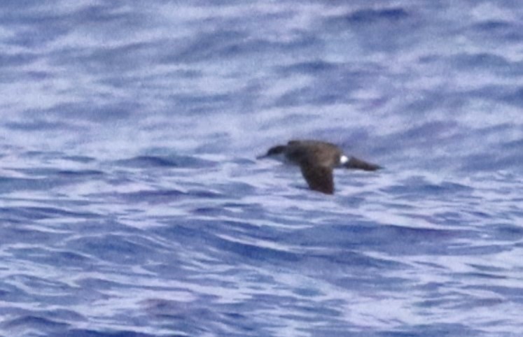 Tropical Shearwater - ML640082230