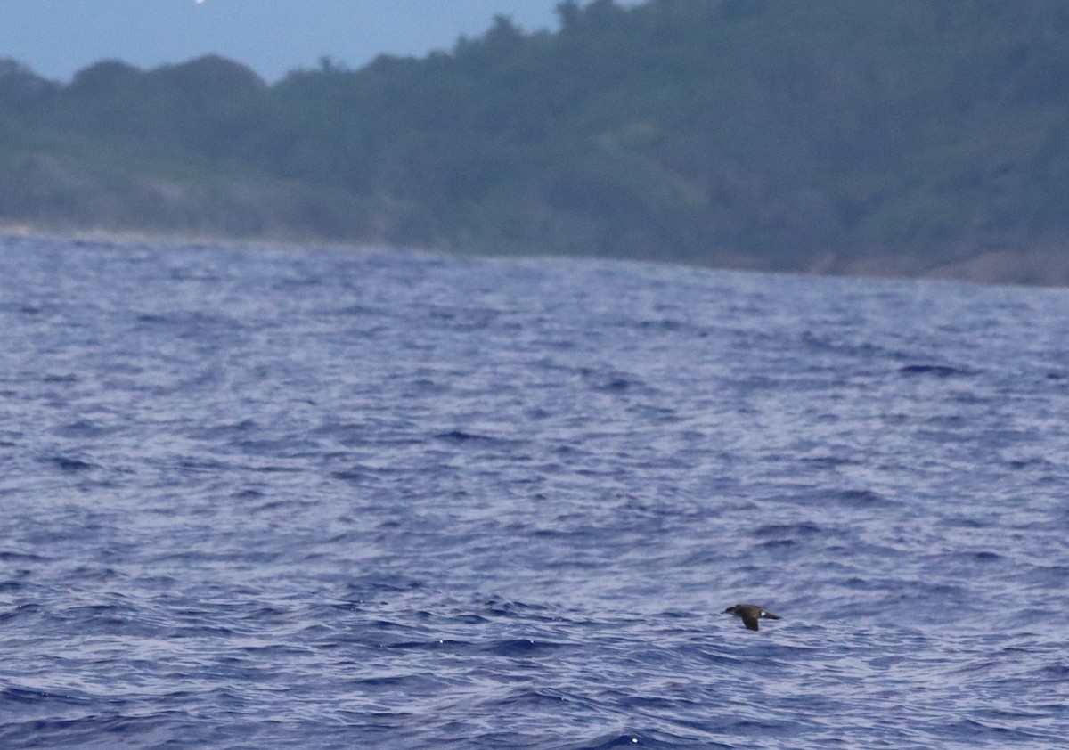 Tropical Shearwater - ML640082231