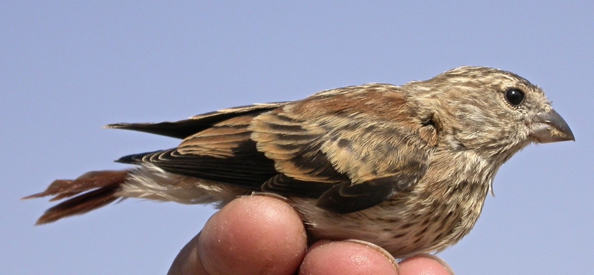 Black-headed Canary (Damara) - ML640082269