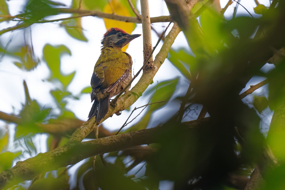 Laced Woodpecker - ML640082279