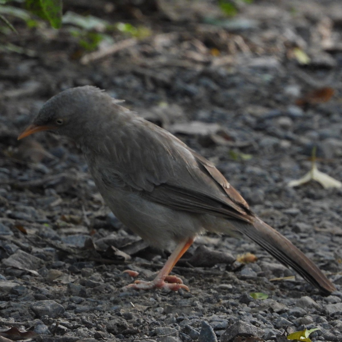 Jungle Babbler - ML640082311