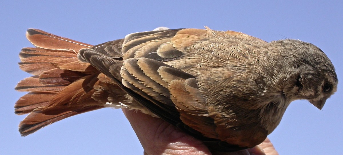 Black-headed Canary (Damara) - ML640082319