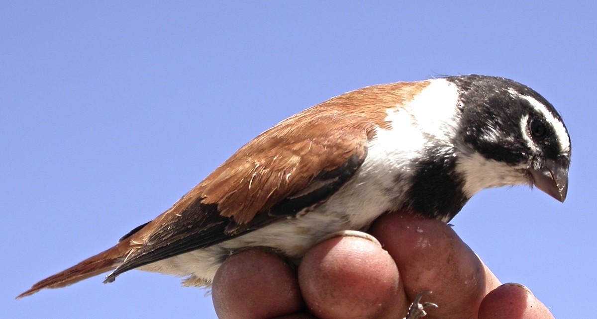 Black-headed Canary (Damara) - ML640082329